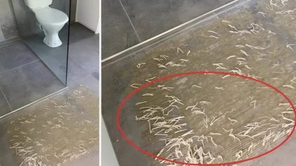Une trouvaille surprenante dans la salle de bains