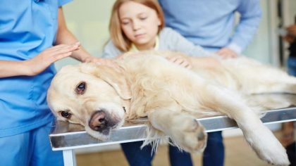 11 signes que votre chien approche de la fin
