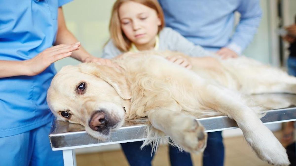 11 signes que votre chien approche de la fin
