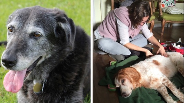 11 signes que votre chien approche de la fin