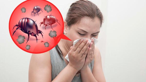 Allergie aux acariens : symptômes, causes et traitements