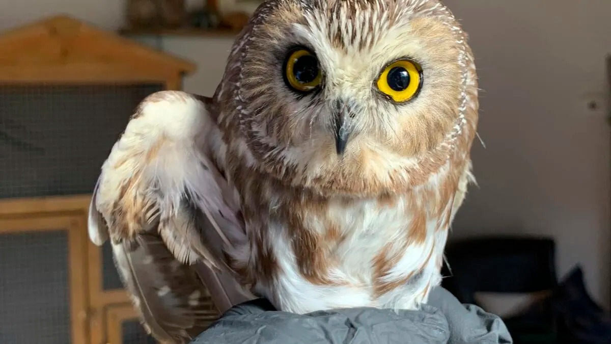 Que signifie la visite d'un hibou chez vous ?