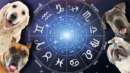 La race de chien la plus compatible avec votre signe astrologique