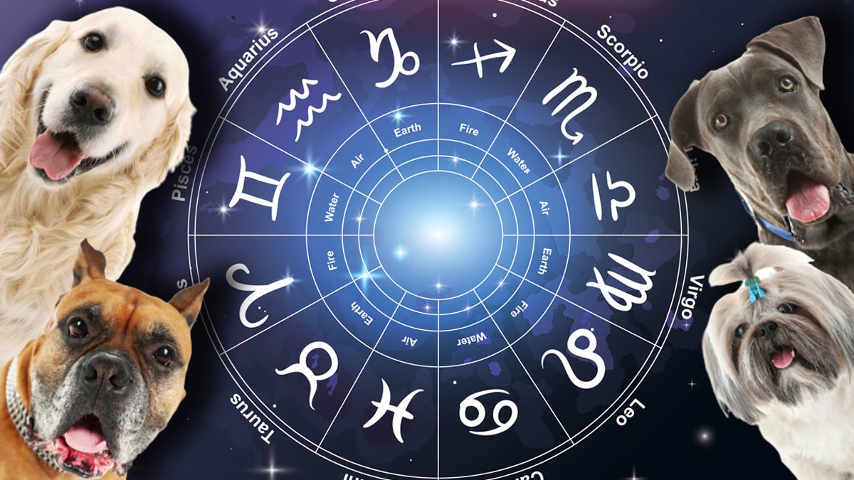 La race de chien la plus compatible avec votre signe astrologique