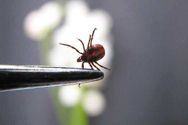 Ce que signifie la présence de tiques dans votre maison, selon les experts