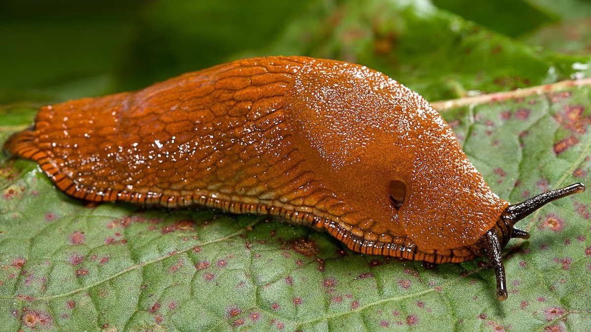 Des limaces dans la maison : que signifie réellement leur présence ?