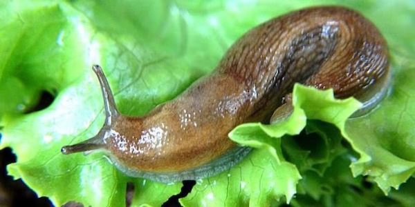 Des limaces dans la maison : que signifie réellement leur présence ?