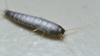 Des poissons d'argent à la maison ? Pourquoi ils apparaissent et que faire pour les éliminer