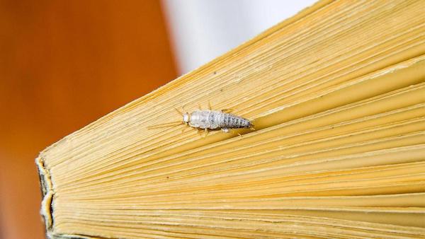 Des poissons d'argent à la maison ? Pourquoi ils apparaissent et que faire pour les éliminer