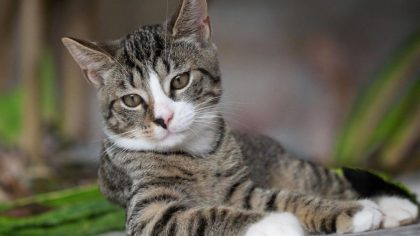 Incroyable! Ce que Nostradamus a prédit pour ceux qui ont des chats à la maison