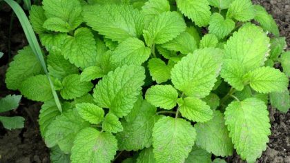 La plante miracle qui peut vous aider à contrôler de multiples maladies