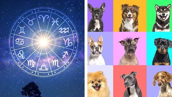 La race de chien la plus compatible avec votre signe astrologique