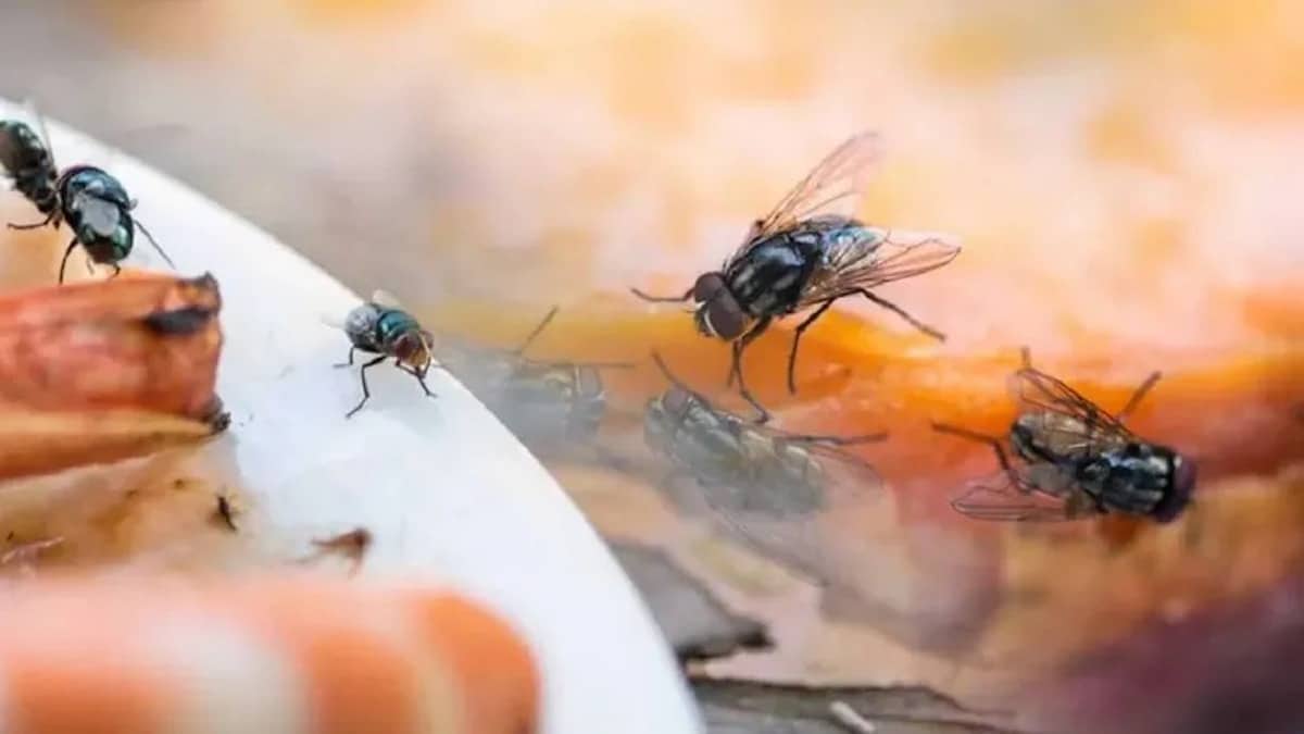 Le mélange puissant qui tue les mouches et les cafards en une heure