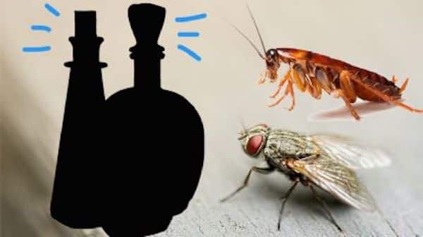 Le mélange puissant qui tue les mouches et les cafards en une heure
