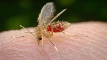 Leishmaniose : comment se transmet cette maladie zoonotique ?