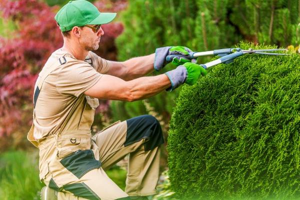 Les branches de l'arbre du voisin envahissent votre jardin ? Découvrez le montant de l'amende en cas de coupe