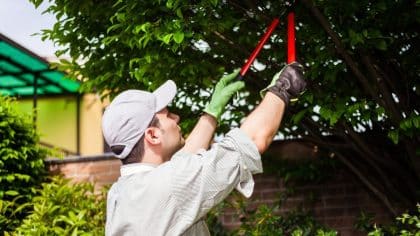Les branches de l'arbre du voisin envahissent votre jardin ? Découvrez le montant de l'amende en cas de coupe