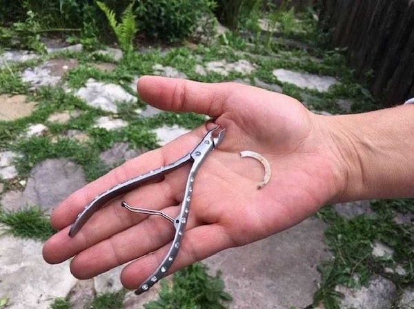 Les dents de cet écureuil ont continué à pousser jusqu'à ce qu'elle prenne son courage à deux mains et les coupe