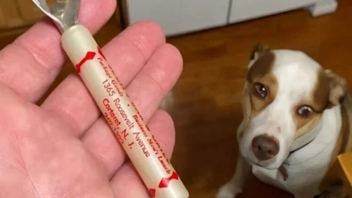 Mon chien a découvert un objet étrange sous le canapé, mais j'ai tout compris lorsque j'ai réalisé à quoi il servait