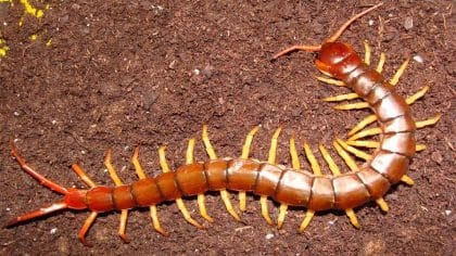 Morsure de mille-pattes : causes, symptômes et traitement