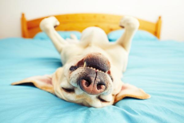 Pourquoi certains chiens dorment sur le dos ?
