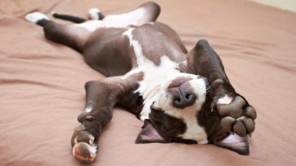 Pourquoi certains chiens dorment sur le dos ?