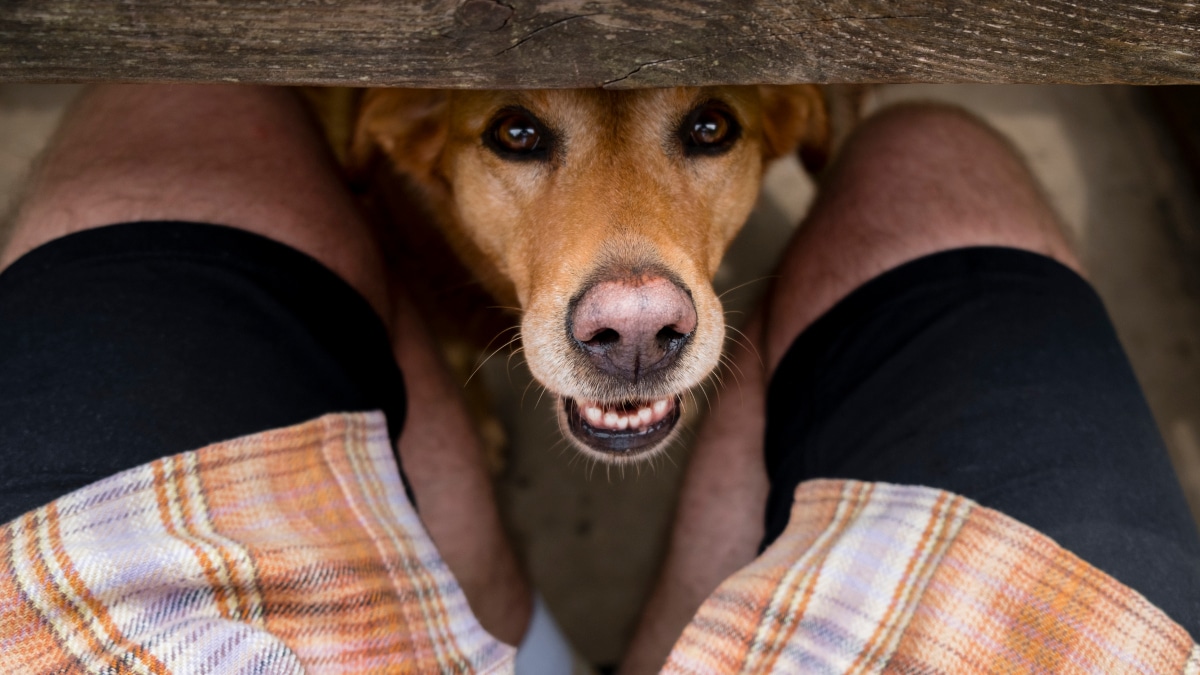 Pourquoi les chiens sentent-ils vos parties intimes ? La réponse va vous surprendre !