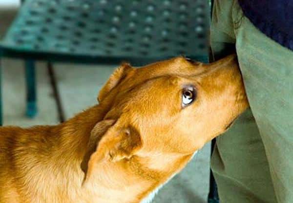 Pourquoi les chiens sentent-ils vos parties intimes ? La réponse va vous surprendre !