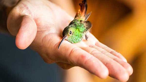 Que signifie la visite d'un colibri chez vous ?