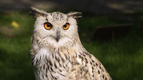 Que signifie la visite d'un hibou chez vous ?