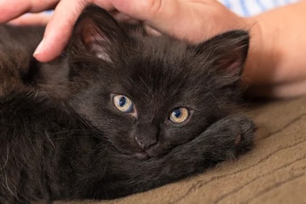 Que signifie lorsqu'un chat noir s'approche de vous ?