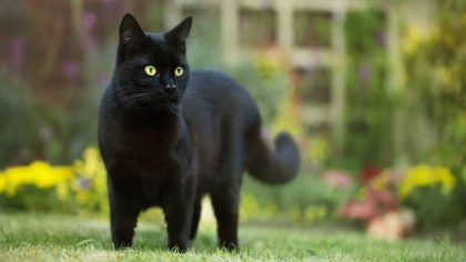 Que signifie lorsqu'un chat noir s'approche de vous ?