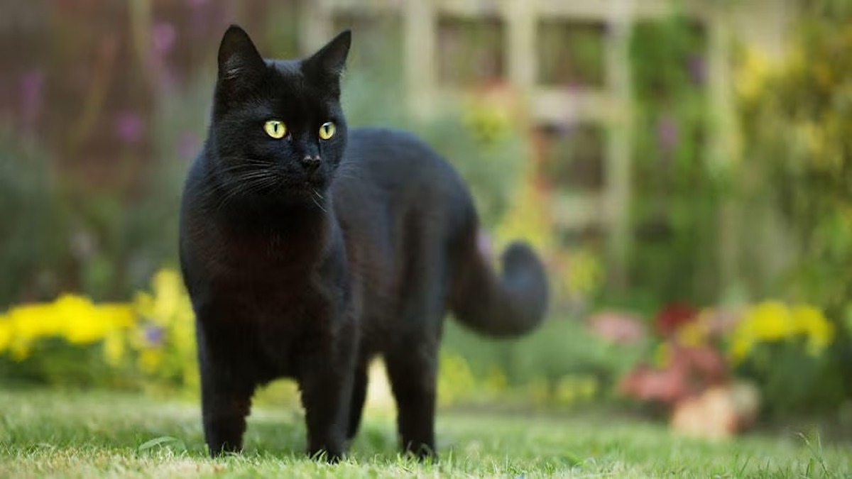 Que signifie lorsqu'un chat noir s'approche de vous ?