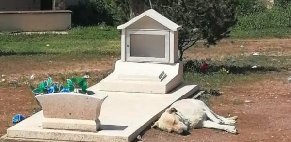 Un chien est resté jour et nuit près de la tombe de son maître, jusqu'à ce que quelque chose de surprenant se produise