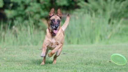 Un père tente d'égorger son chiot devant sa fille, choquant même le tribunal