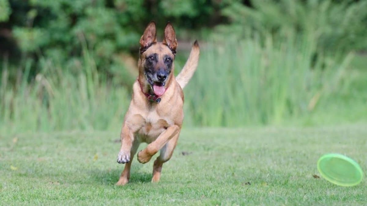 Un père tente d'égorger son chiot devant sa fille, choquant même le tribunal