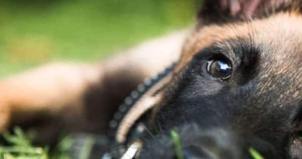 Un père tente d'égorger son chiot devant sa fille, choquant même le tribunal