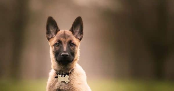 Un père tente d'égorger son chiot devant sa fille, choquant même le tribunal