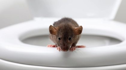 7 créatures qui peuvent entrer dans vos toilettes et comment les éviter