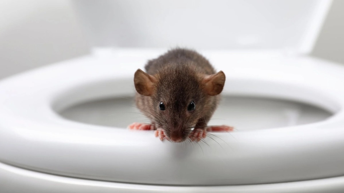 7 créatures qui peuvent entrer dans vos toilettes et comment les éviter