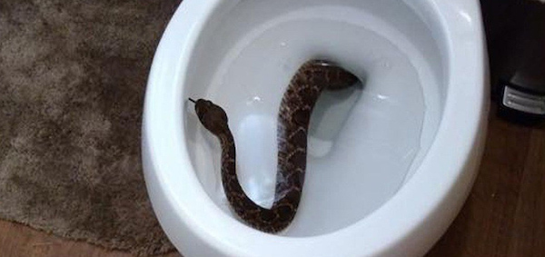 7 créatures qui peuvent entrer dans vos toilettes et comment les éviter