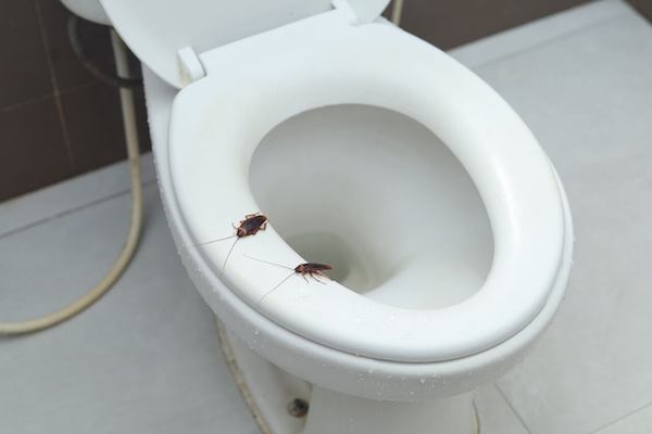 7 créatures qui peuvent entrer dans vos toilettes et comment les éviter