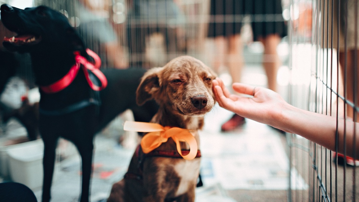 Pet's Rescue France : Association dédiée à la protection animale