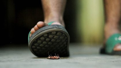 L'OMS met en garde contre les risques pour la santé liés au fait de marcher sur un cafard