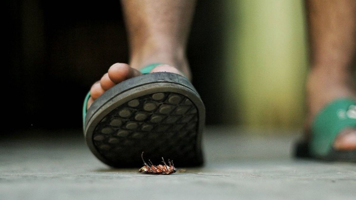 L'OMS met en garde contre les risques pour la santé liés au fait de marcher sur un cafard