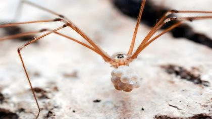 Ces petites boules blanches : s'agit-il d'œufs d'araignée ? Que dois-je faire si c'est le cas ?