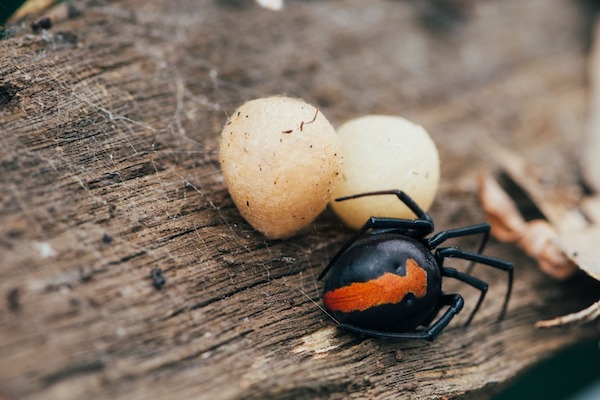 Ces petites boules blanches : s'agit-il d'œufs d'araignée ? Que dois-je faire si c'est le cas ?