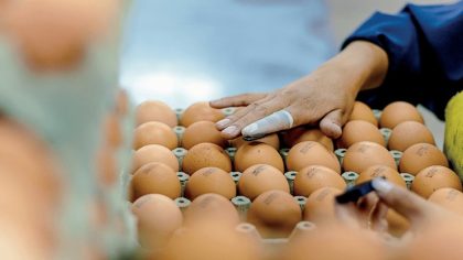 Conseils pour choisir des œufs de qualité