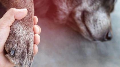 Euthanasie : voici ce que ressentent les chiens lorsqu'ils sont endormis pour toujours, selon les experts