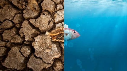 La Niña 2025 : va-t-elle faire baisser la température de la planète ?
